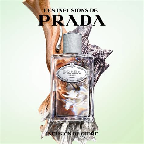 prada cedarwood infusion.